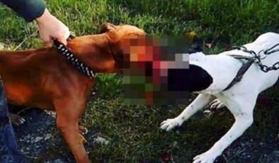 Samsun’da hayvanlara azap eden 13 bireye ceza kesildi