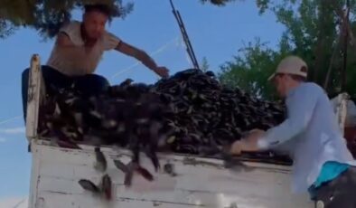 Antalya’da çiftçiler patlıcanları çöpe attı