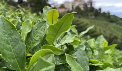 ÇAYKUR’da 2024 yaş çay dönemi yarın başlıyor