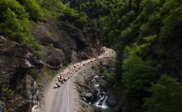 Doğu Karadeniz’de besiciler sürüleriyle yaylalara göç ediyor