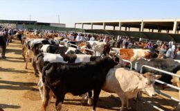 Kurban kısmını düzenleyen bildiri Resmi Gazete’de